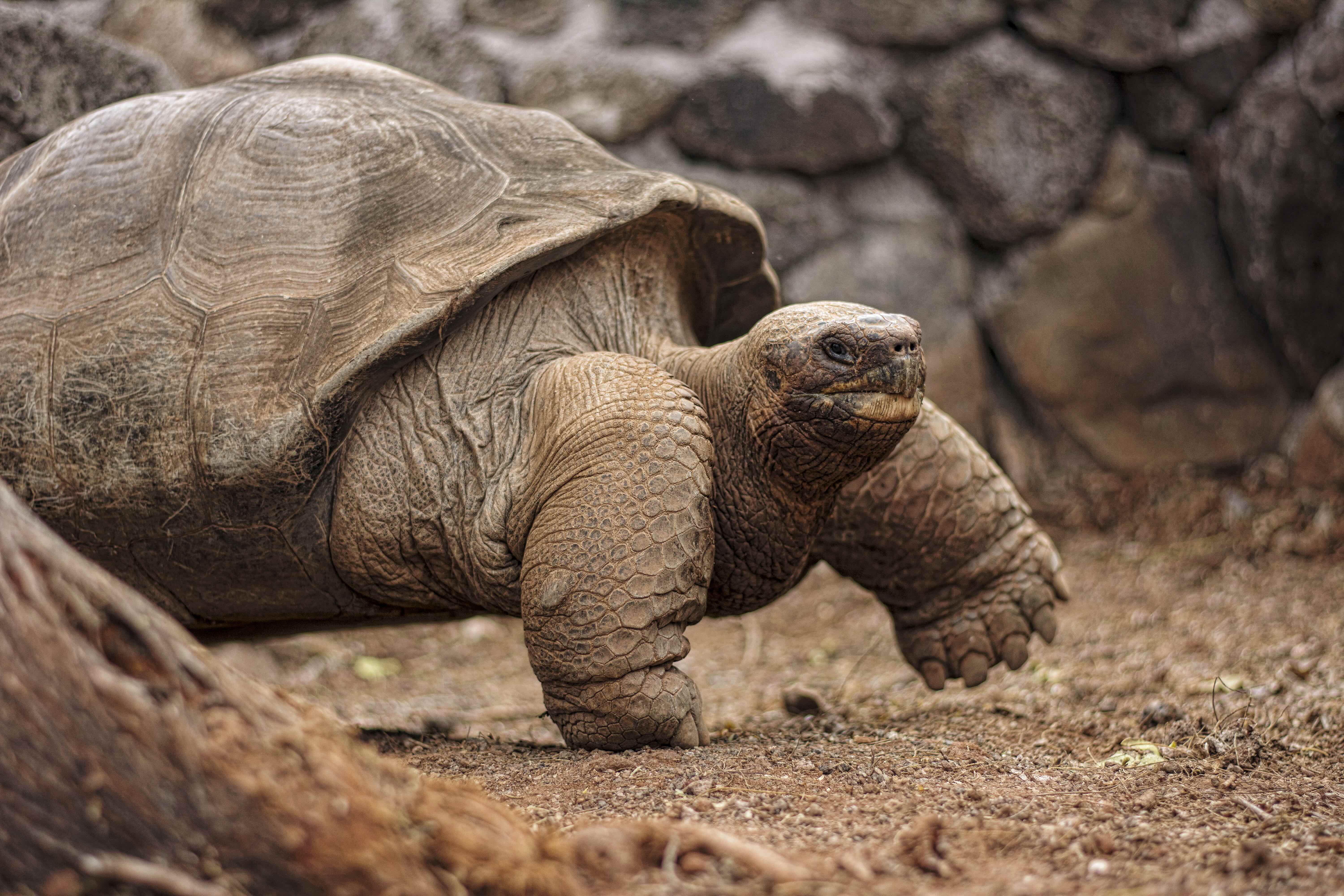 Wildlife Of The Gal pagos Islands How To See It