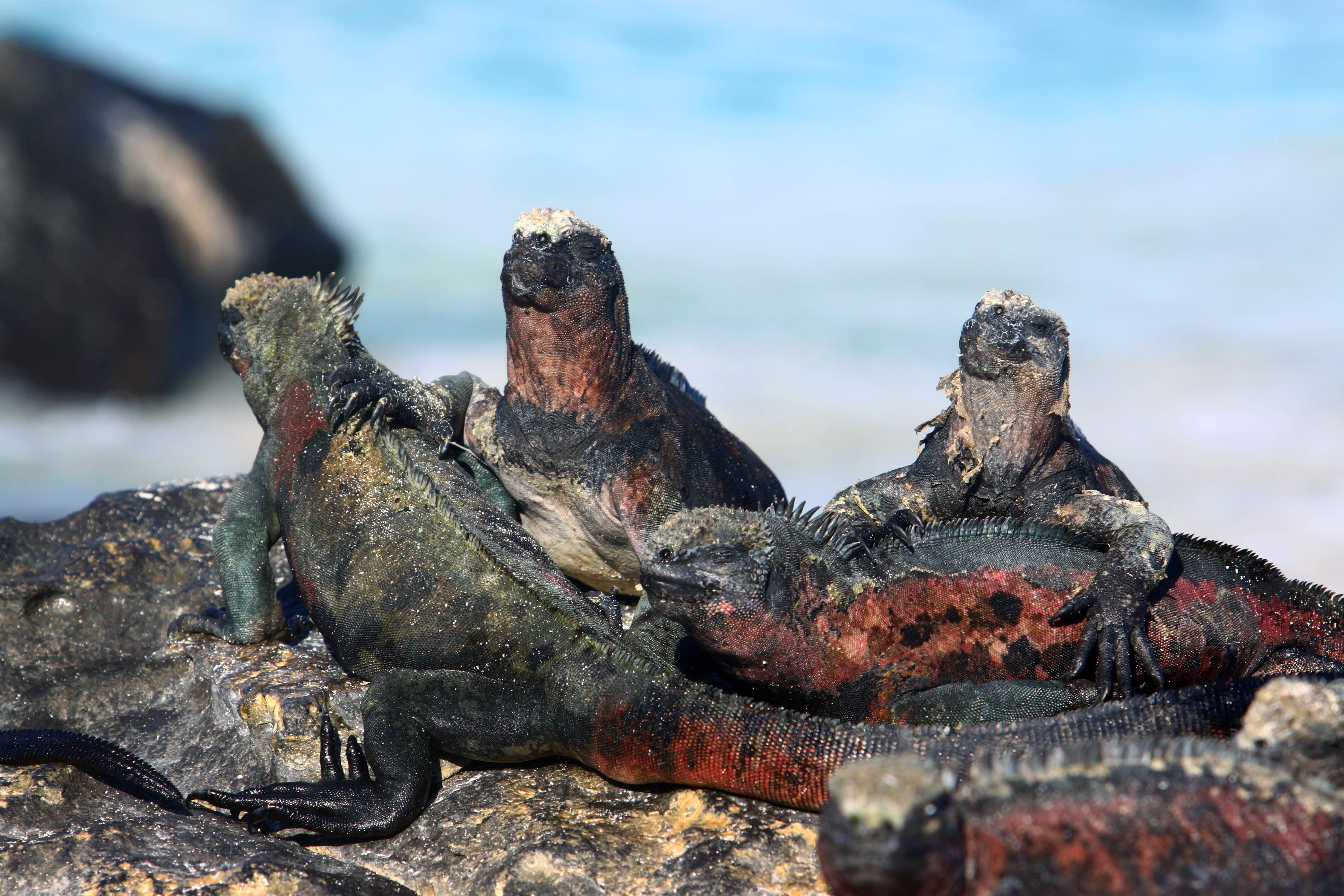 Chaski 03.25 Marine Iguana Group Generic