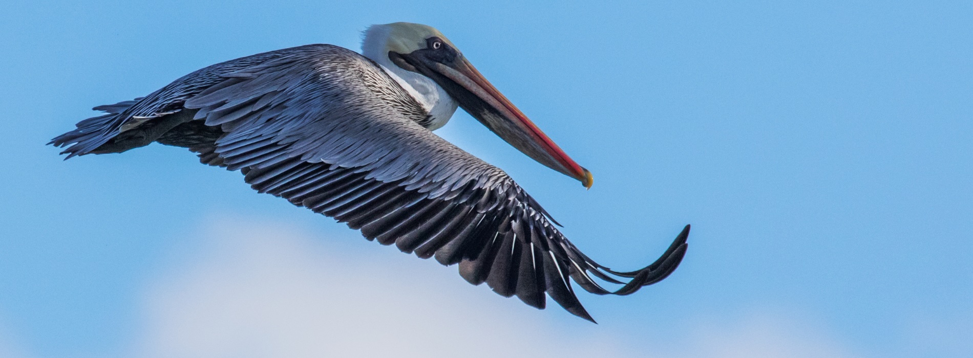 Chaski 03.25 HERO Brown Pelican Generic