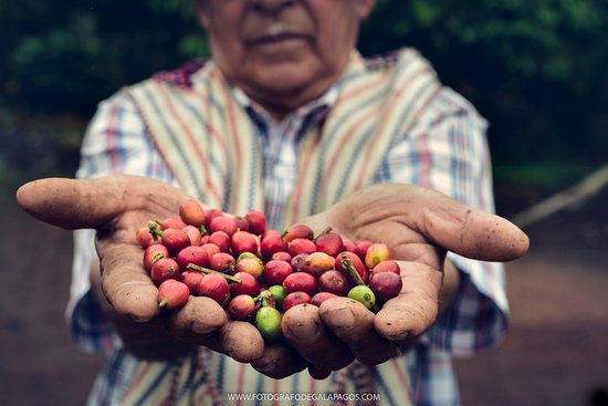 Chaski 03.25 Galapagosorganic Coffee By Adriano Trapiche