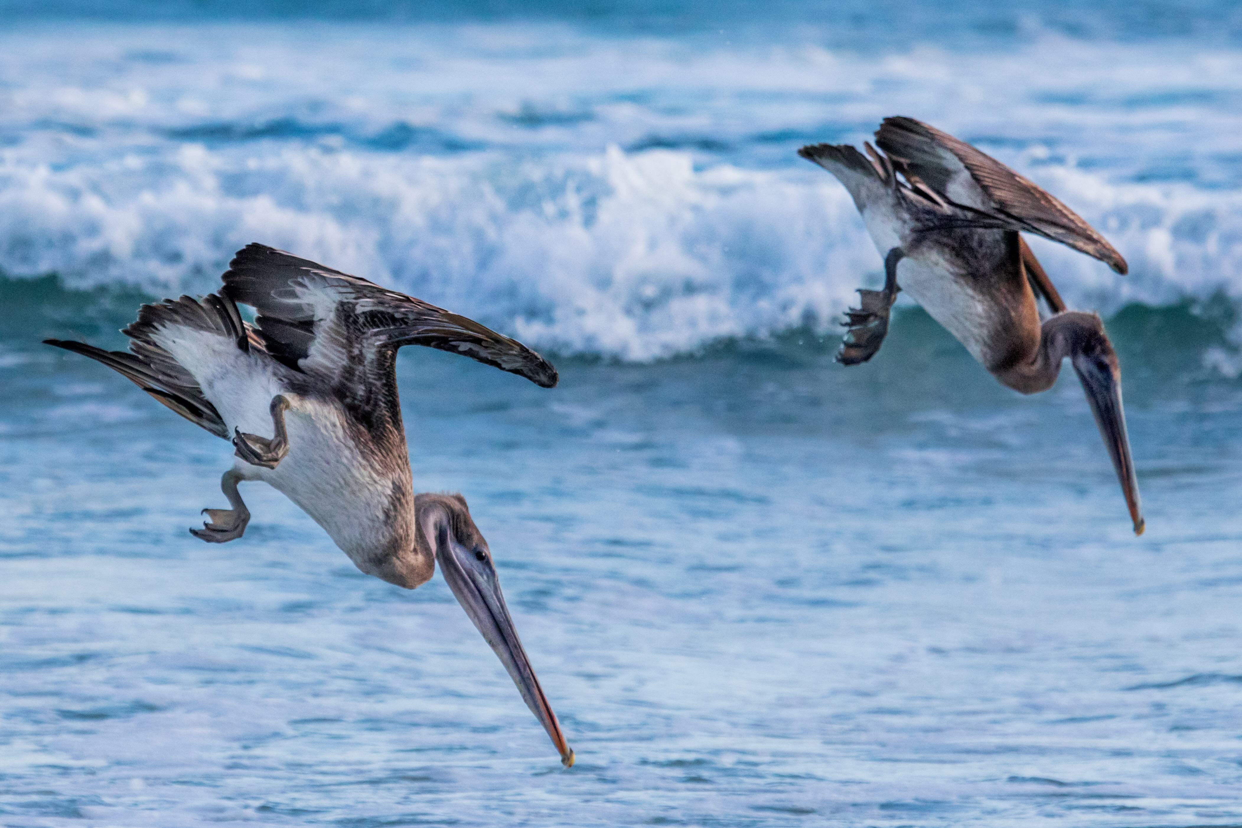 Western Wildlife Discovery in Luxury Galápagos cruise