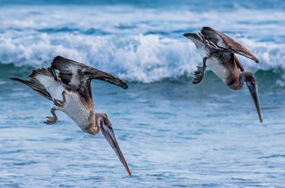 Western Wildlife Discovery in Luxury Galápagos cruise