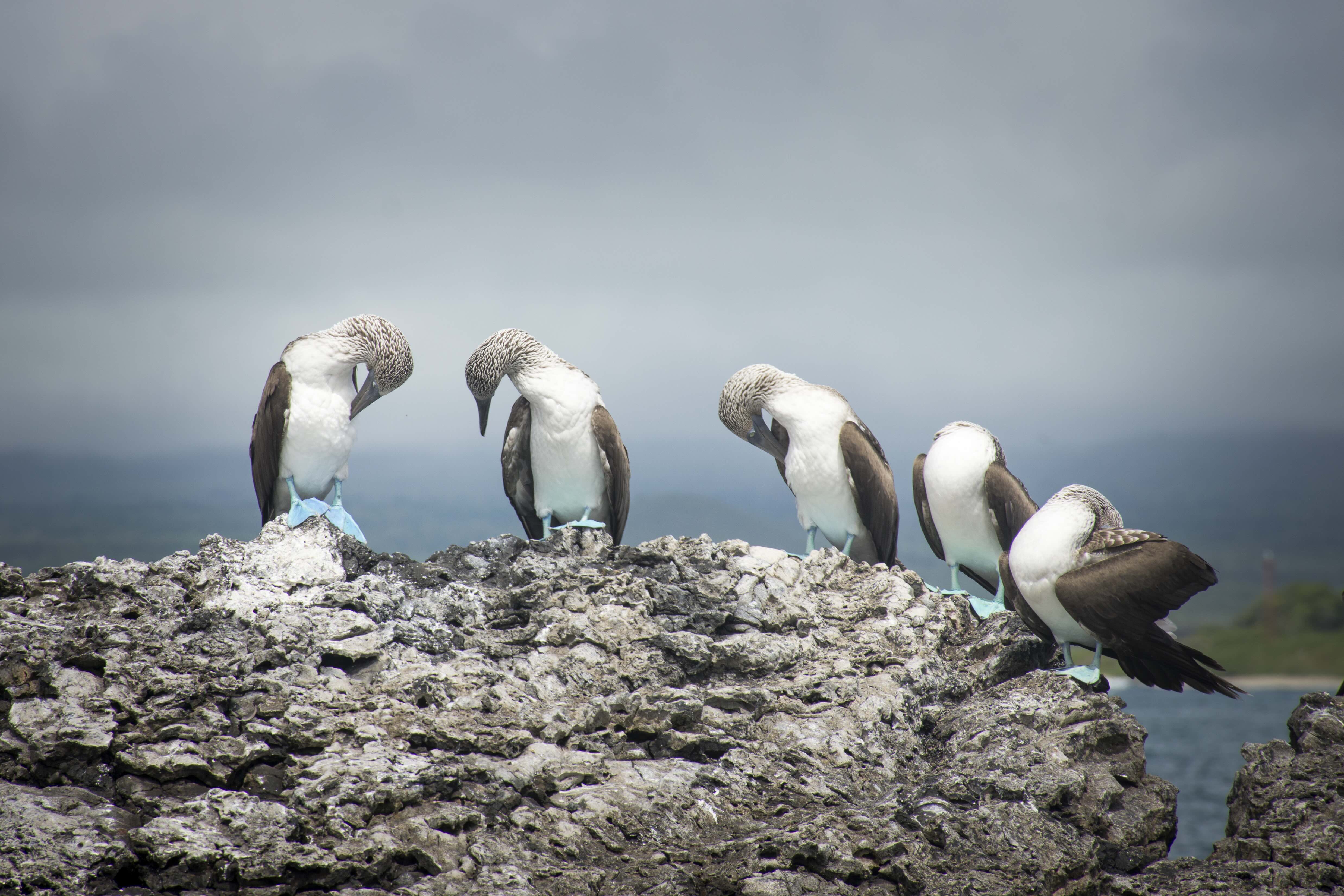 Chaski 03.25 Isabella Bluefooted Boobies Tour Tintoreras (4)