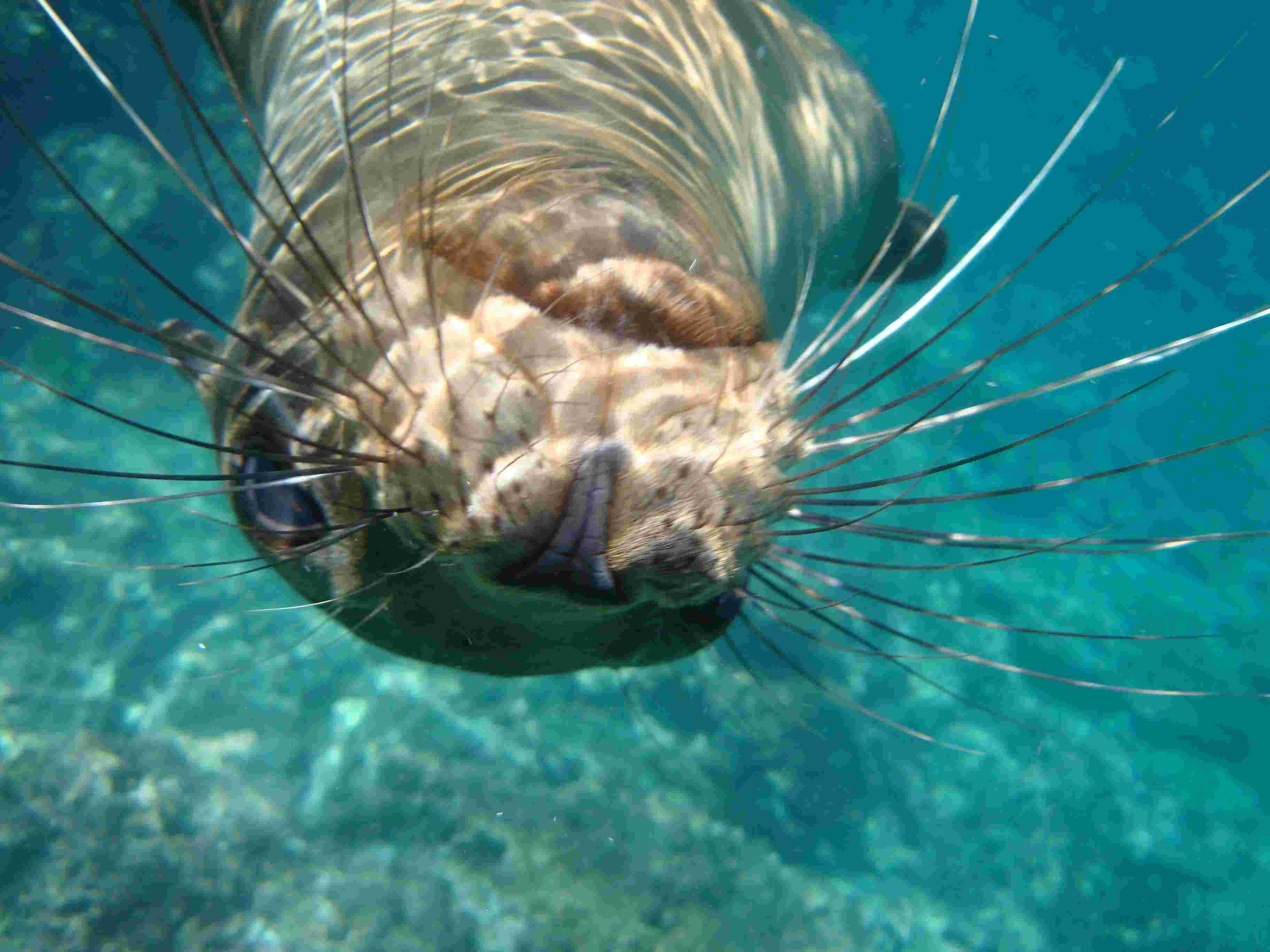 Chaski 4.25 Sea Lion Shot