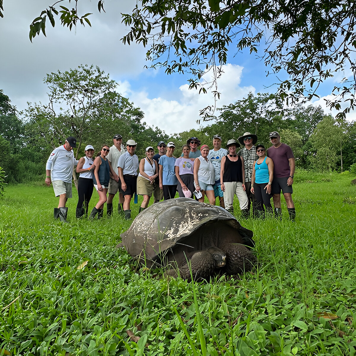 06 Highlands - group - tortoise