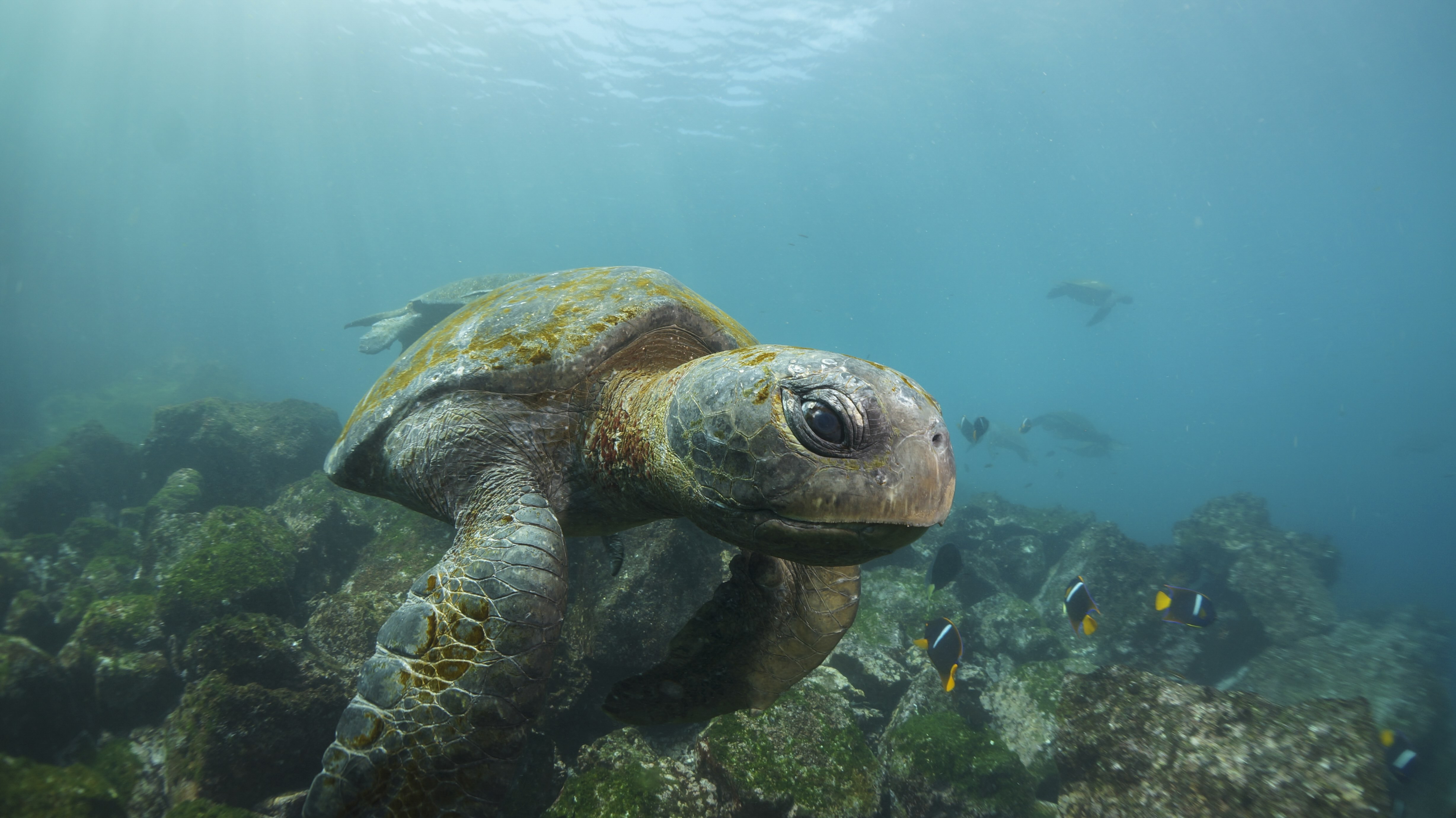 Chaski 03.25 Galápagos Green Turtle Generic