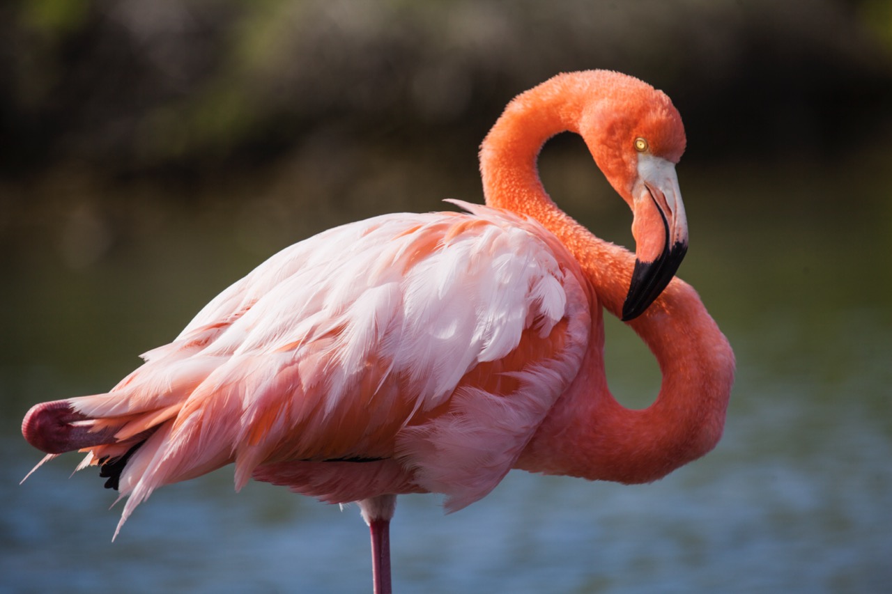 05 Cormorant Point Flamencos