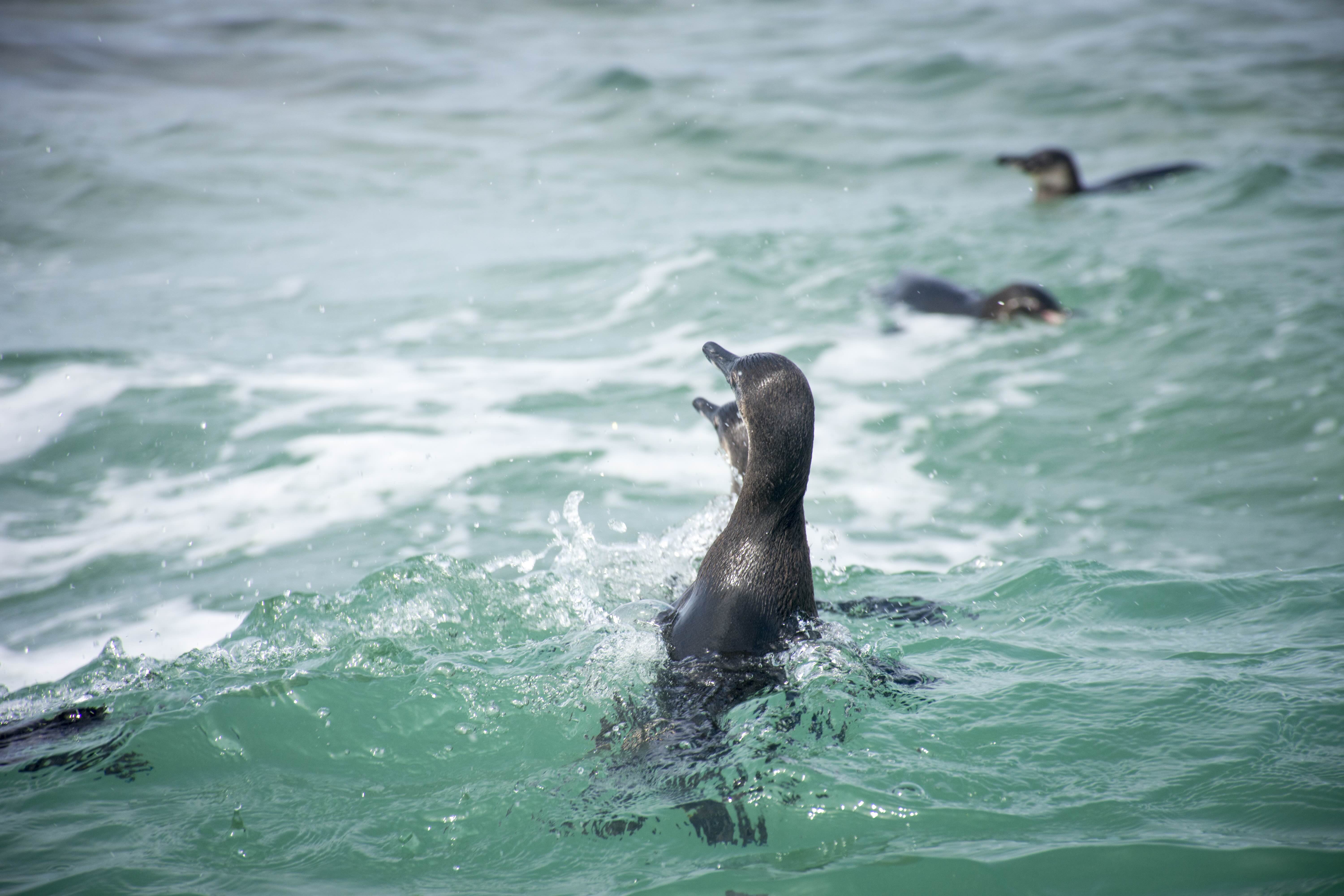 The Galápagos Penguin How To See It