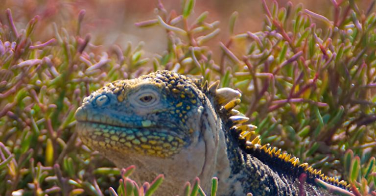 Wildlife Of The Gal pagos Islands How To See It wildlife-of-the-gal-pagos-islands-how-to-see-it