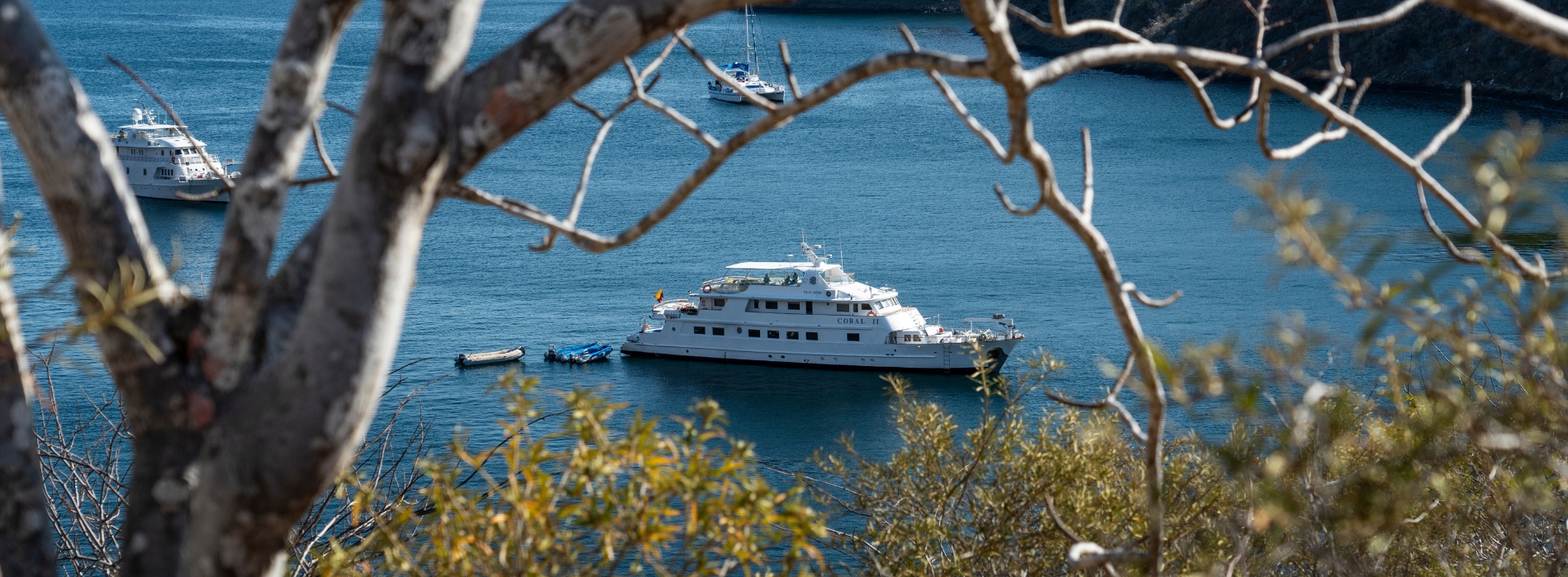 Galapagos Coral II 3